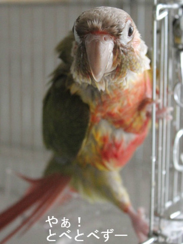 ウロコインコ：もみじさんのブログ：やあ！とべとべずー