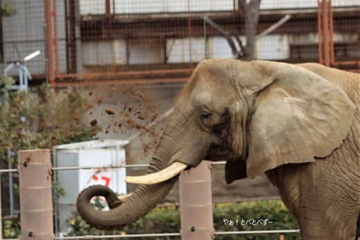 アフリカゾウの写真満載のブログ：やぁ！とべとべずー