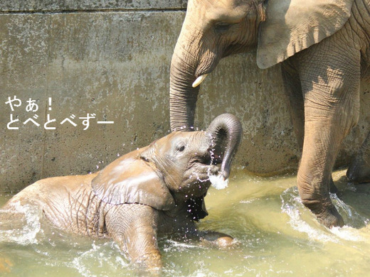 アフリカゾウの子象の水浴び風景