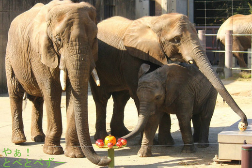 とべ動物園ハロウィンイベント:カボチャをプレゼント