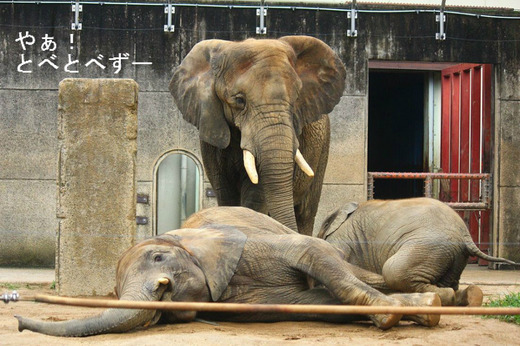 とべ動物園アフリカ象の親子：アフ、リカ、媛、砥夢、砥愛