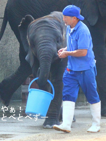 とべ動物園ブログ：アフリカゾウ、しろくまピース、レッサーパンダ