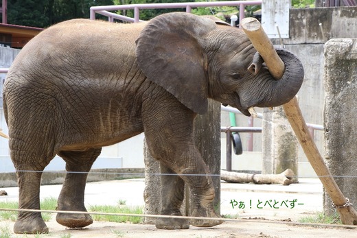 日本で唯一アフリカゾウの子象が見らえる愛媛とべ動物園