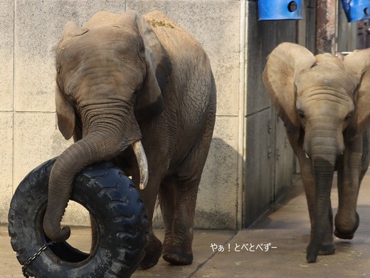 日本で唯一血縁関係のあるアフリカゾウの親子が暮らす愛媛とべ動物園