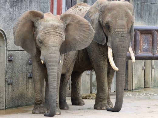 とべ動物園アフリカゾウ:リカ母さん(推定39歳)