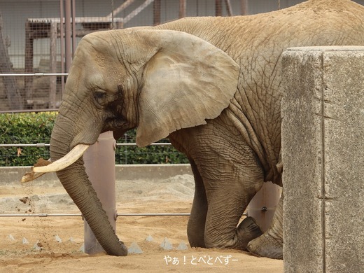 とべ動物園アフリカゾウ：リカ母さん（メス、推定３６歳）