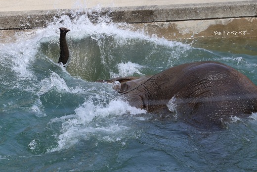 水中に潜るアフリカゾウ＠愛媛県立とべ動物園