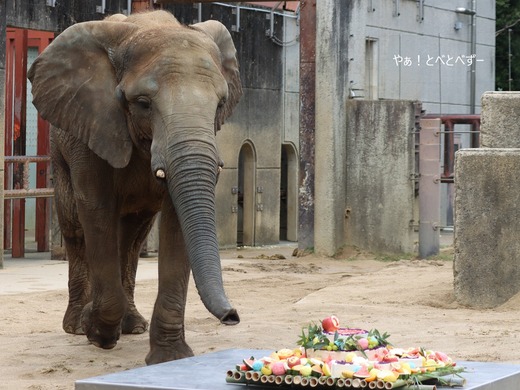 とべ動物園ブログ：やぁ！とべとべずー