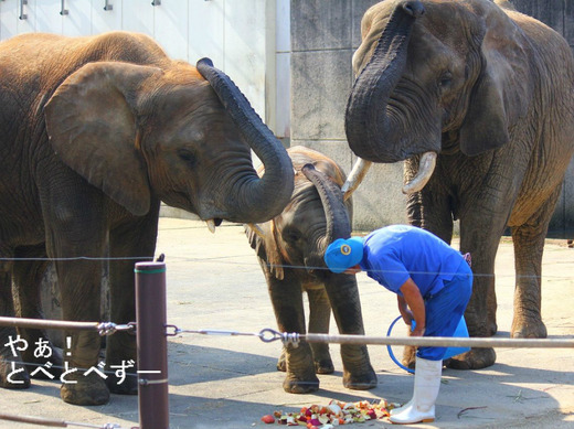 とべ動物園アフリカゾウの家族：リカ、媛、砥愛