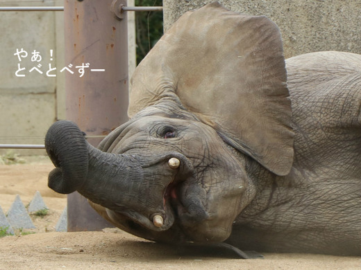 とべ動物園アフリカゾウのブログ：やぁ！とべとべずー