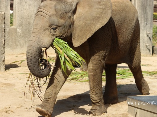 とべ動物園アフリカゾウ:砥愛ちゃん(メス、10歳)