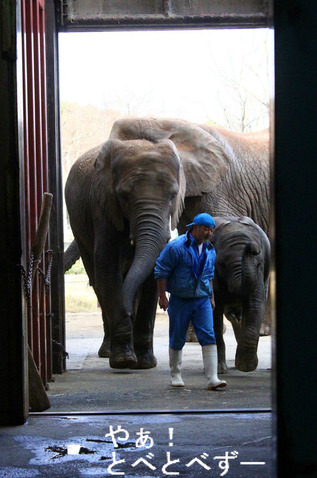 とべ動物園サプライズイベント:エサやり体験