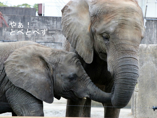 とべ動物園アフリカゾウ、媛ちゃんと砥愛ちゃんのブログ
