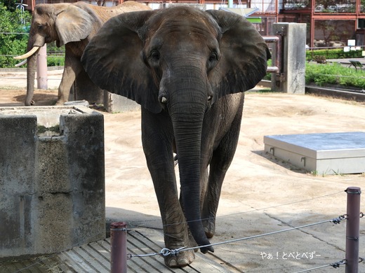 とべ動物園アフリカゾウのブログ：やぁ！とべとべずー