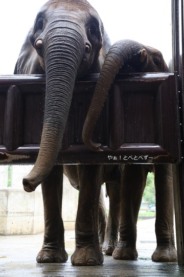 世界ゾウの日のイベント＠愛媛県立とべ動物園
