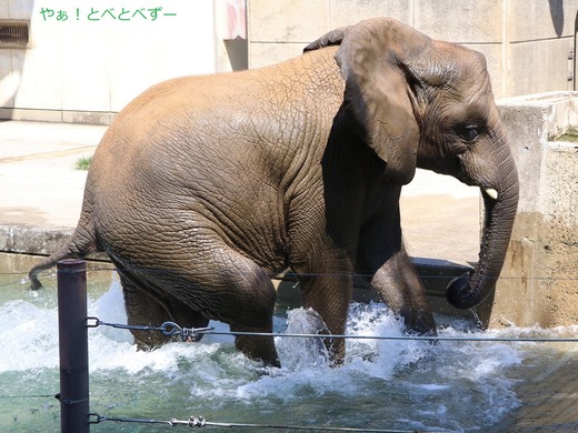 とべ動物園アフリカゾウ：砥愛、ピース、つくし、アネ、モネ、琥珀