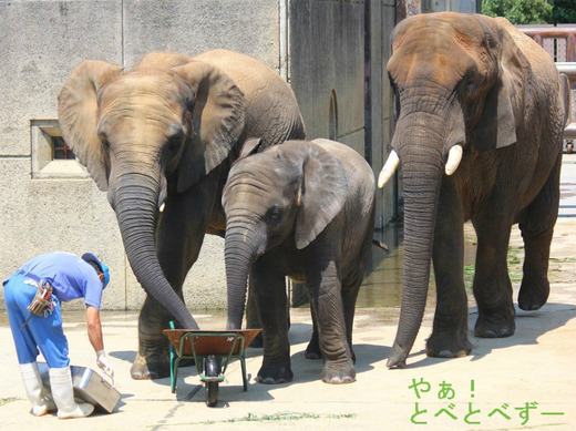 とべ動物園アフリカゾウの