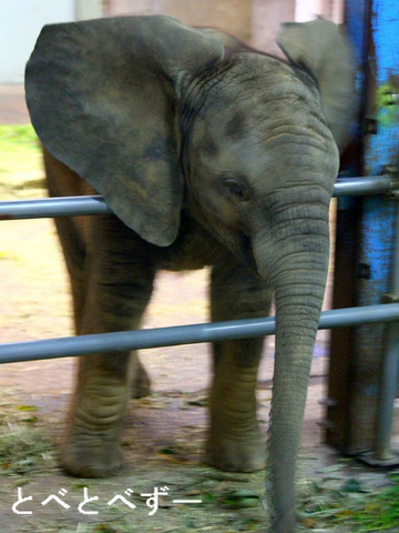 とべ動物園のアフリカゾウの赤ちゃん・砥愛(とあ)ちゃん