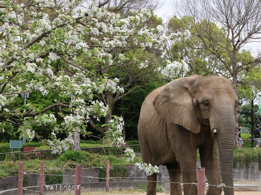とべ動物園アフリカゾウのブログ：やぁ！とべとべずー
