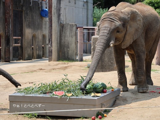 とべ動物園ブログ:やぁ!とべとべずー