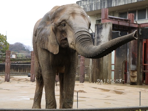 とべ動物園アフリカゾウのブログ:やぁ!とべとべずー