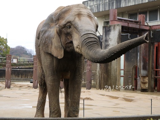 とべ動物園アフリカゾウのブログ：やぁ！とべとべずー