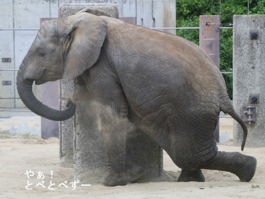 とべ動物園アフリカゾウのブログ：やぁ！とべとべずー