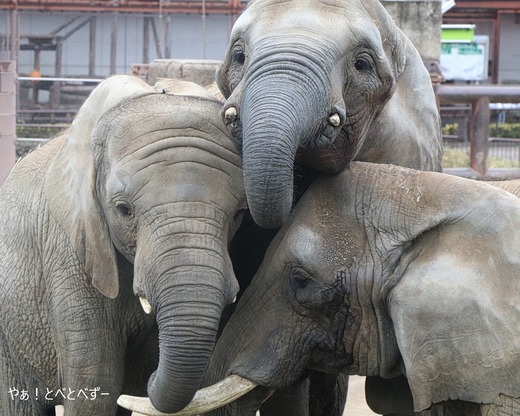 とべ動物園アフリカゾウのブログ:やぁ!とべとべずー