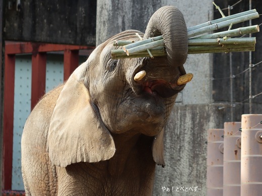 日本で最年少のアフリカゾウの子ゾウの砥愛：愛媛とべ動物園県立
