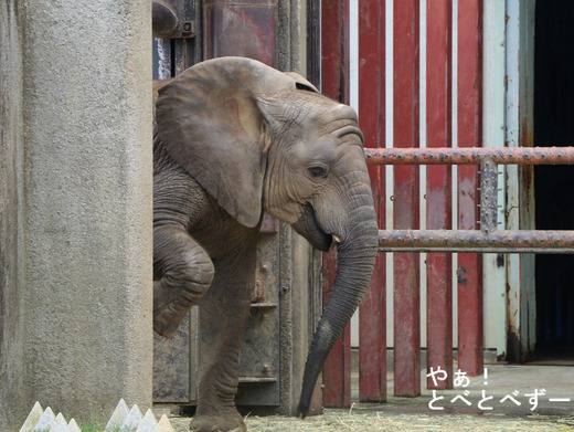 とべ動物園アフリカゾウ：砥愛ちゃん（メス、６歳）