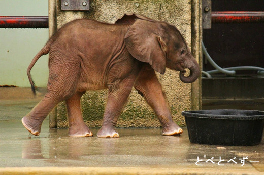 とべ動物園:アフリカゾウ砥愛(とあ)