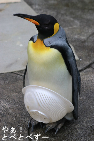 とべ動物園:オウサマペンギンの「ピーチ」さん