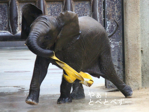 東京五輪に向けて新体操の新星を愛媛で発見!砥部砥愛ちゃん