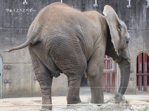 砂遊びするアフリカゾウ：やぁ！とべとべずー