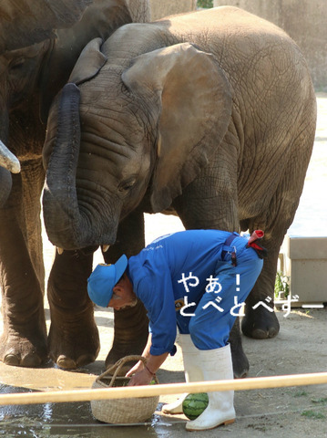 とべ動物園アフリカゾウ：砥愛ちゃん（メス、５歳）