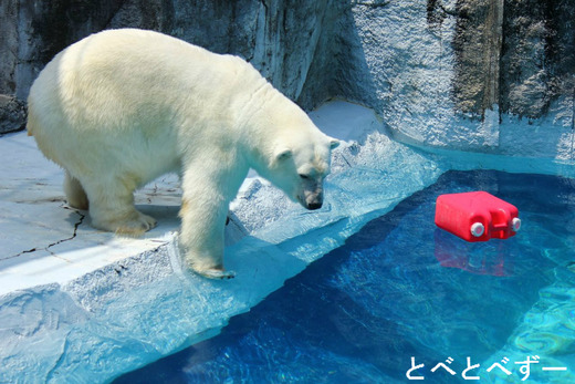 プールで遊ぶ白くま・ピース（とべ動物園）