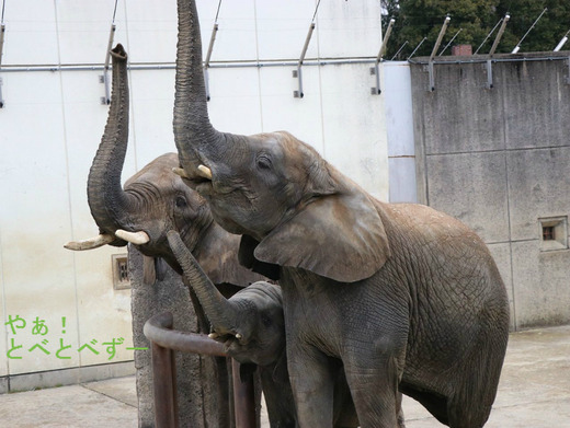 とべ動物園アフリカゾウのブログ