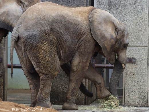 日本で唯一アフリカゾウの子象が見られる愛媛とべ動物園
