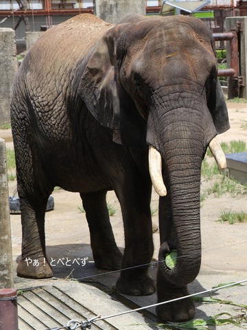 とべ動物園アフリカゾウ：リカ母さん（メス、推定３５歳）