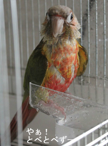 ウロコインコ（パイナップル）：もみじさんのブログ