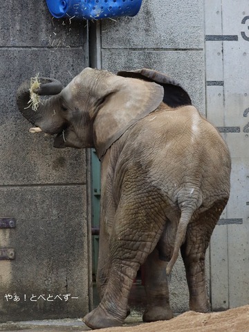 とべ動物園アフリカゾウ:砥愛ちゃん(メス、11歳)