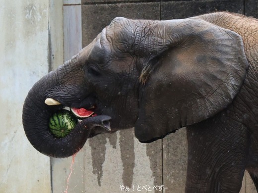 スイカ2個食べ!スイカ大好き砥愛ちゃん