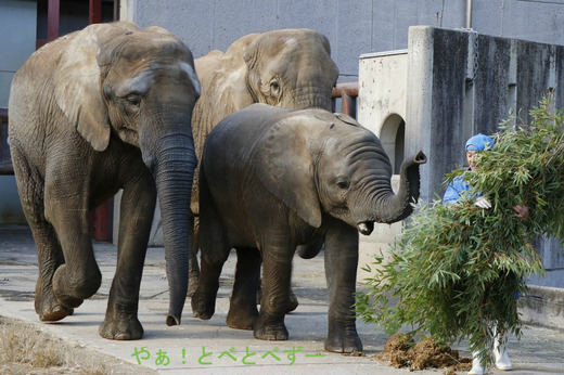 とべ動物園アフリカゾウのブログ:やぁ!とべとべずー