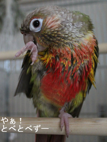 ウロコインコ(パイナップル)のブログ:やぁ!とべとべずー