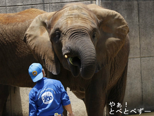 とべ動物園アフリカゾウ：媛ちゃん（メス、１０歳）