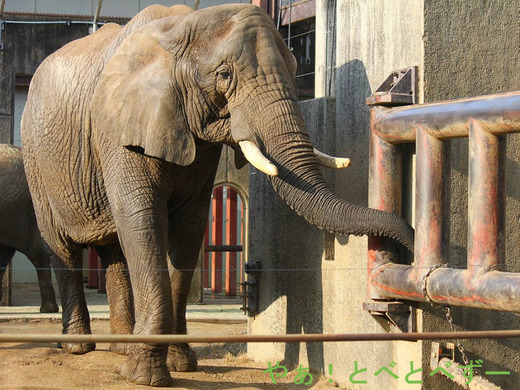 とべ動物園アフリカゾウのブログ：やぁ！とべとべずー
