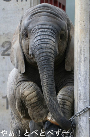 とべ動物園アフリカゾウのブログ