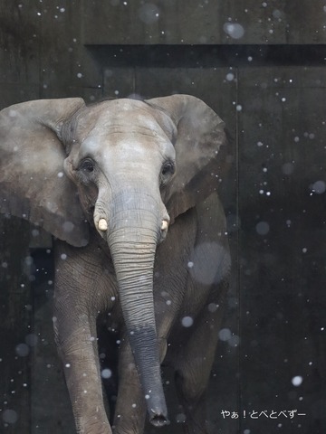 とべ動物園アフリカゾウのブログ:やぁ!とべとべずー