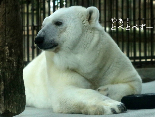 とべ動物園:ホッキョクグマの”シロクマ”ピース