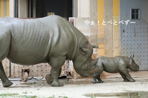 泥遊びをするヒガシクロサイの赤ちゃんとお母さんサイ
